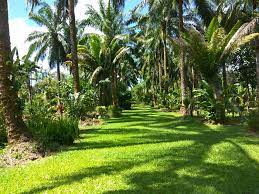 Palm paradise gardens